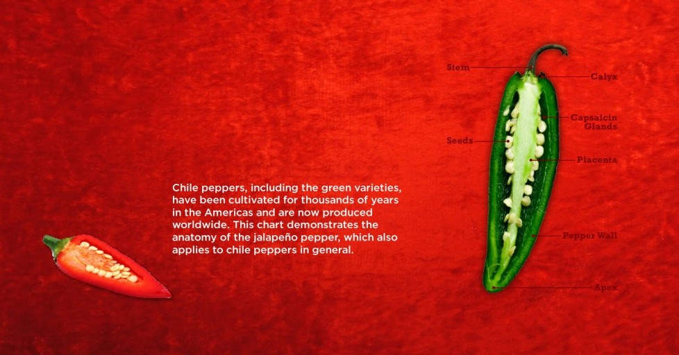 Fact 1: Anatomy of a Chilli