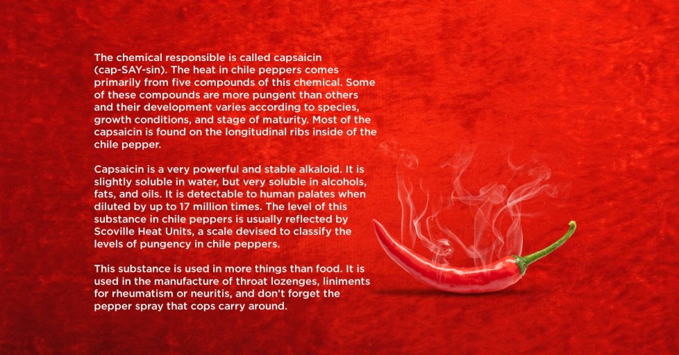 Fact 3: What makes chilli hot?