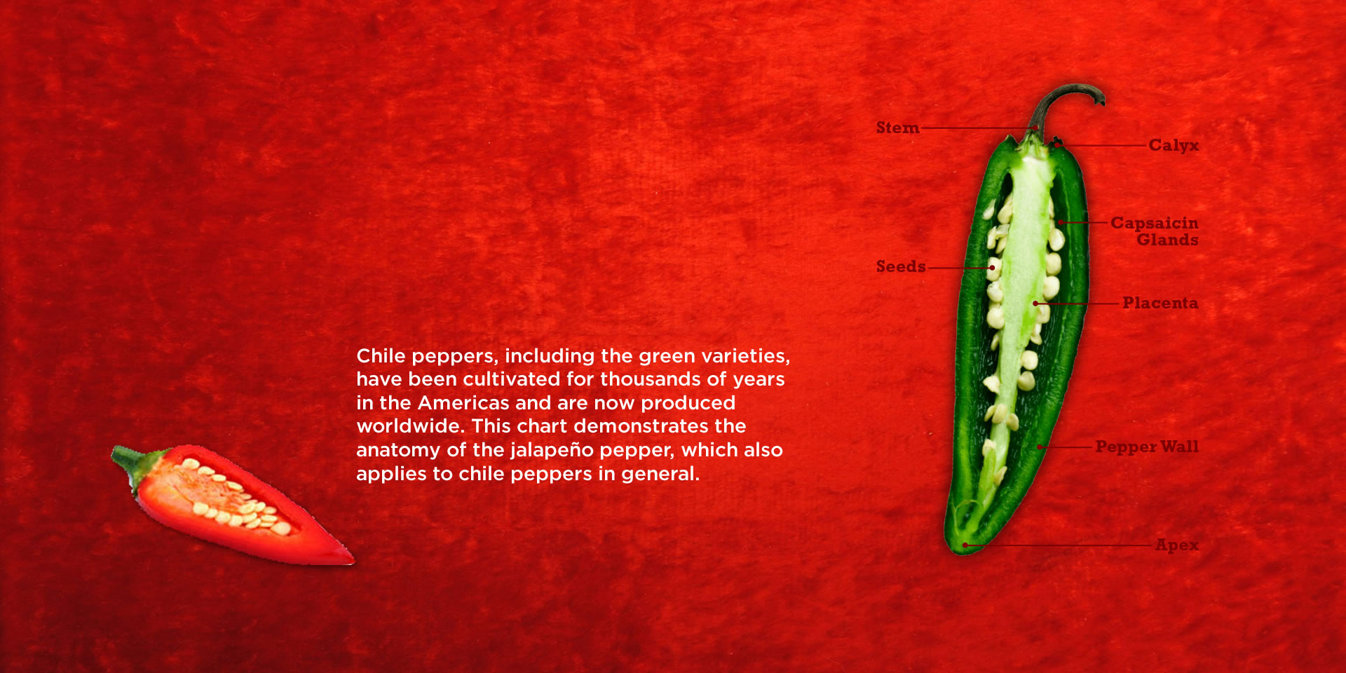 Fact 1: Anatomy of a Chilli